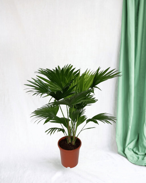 Entretien - Livistona Rotundifolia: Guide pratique - La Green Touch