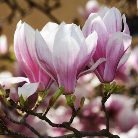 Entretien - Magnolier De Soulange (Magnolia × soulangeana) : Guide pratique - La Green Touch