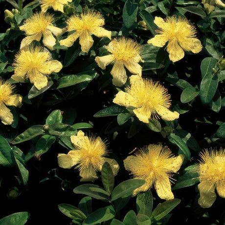 Entretien - Millepertuis À Grandes Fleurs (Hypericum calycinum) : Guide pratique - La Green Touch