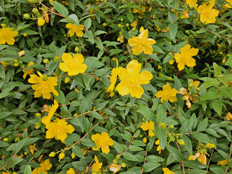 Entretien - Millepertuis (Hypericum dummeri) : Guide pratique - La Green Touch