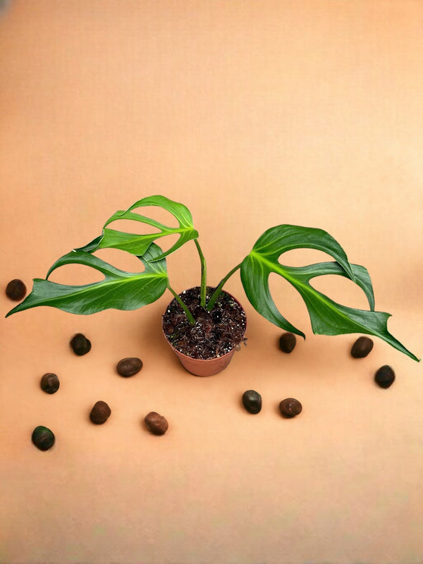 Entretien - Monstera Burle Marx Flame: Guide pratique - La Green Touch