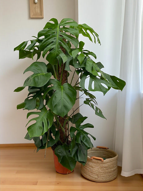 Entretien - Monstera Pertusum: Guide pratique - La Green Touch