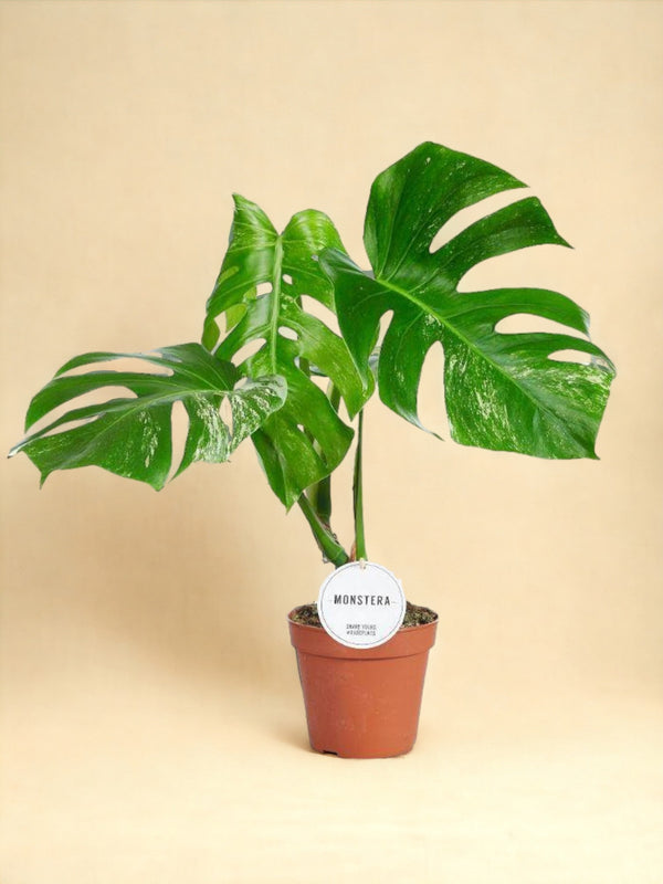 Entretien - Monstera Thai Constellation: Guide pratique - La Green Touch