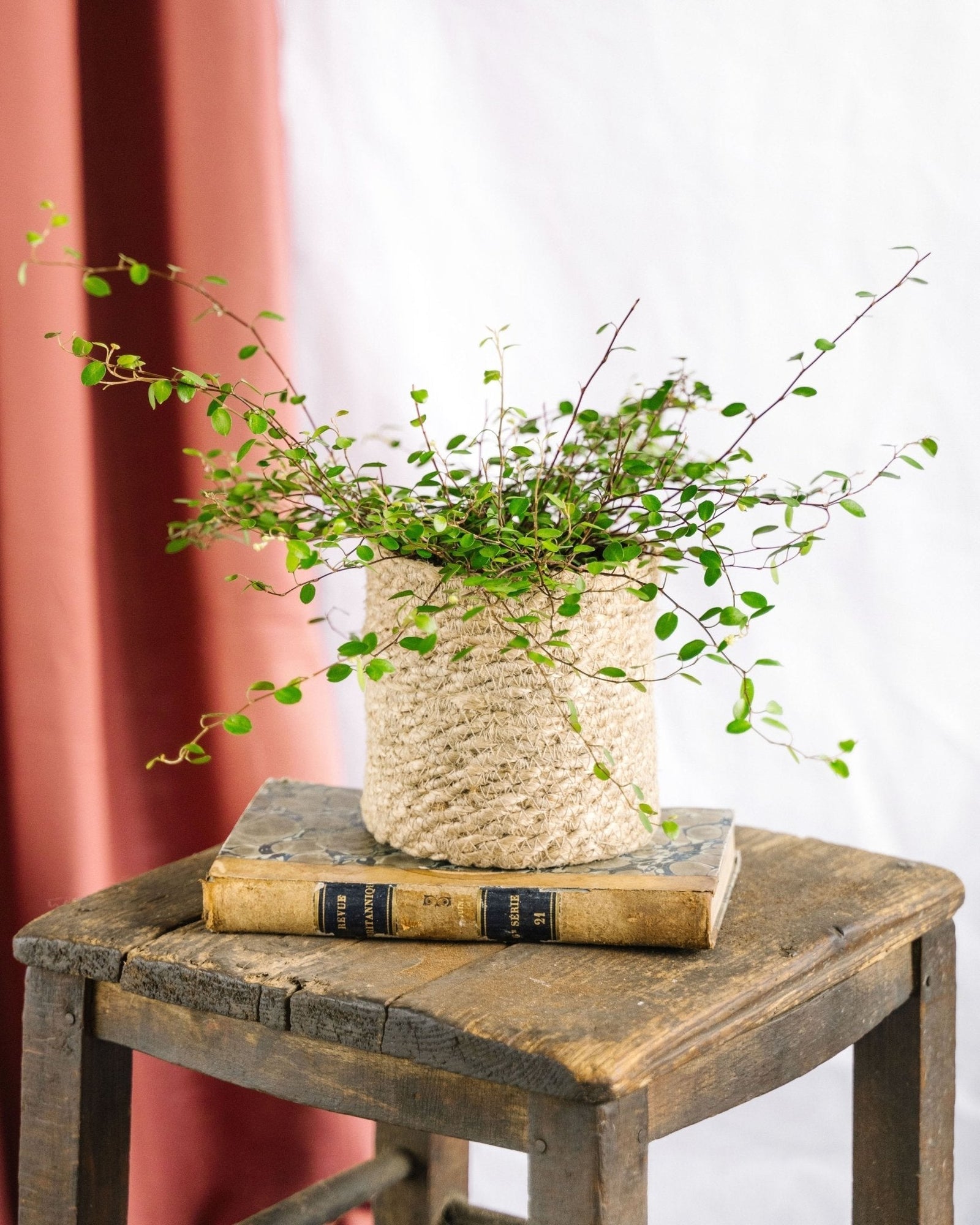 Entretien - Muehlenbeckia Maori: Guide pratique - La Green Touch