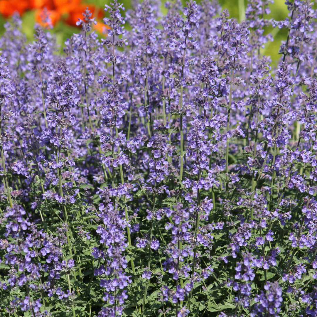 Entretien - Népéta (Nepeta) : Guide pratique - La Green Touch