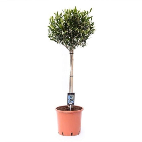 Entretien - Olivier (Olea europaea) : Guide pratique - La Green Touch