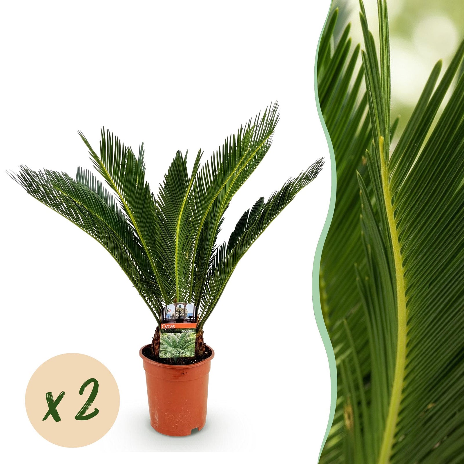 Entretien - Palmier Cycas Revoluta: Guide pratique - La Green Touch
