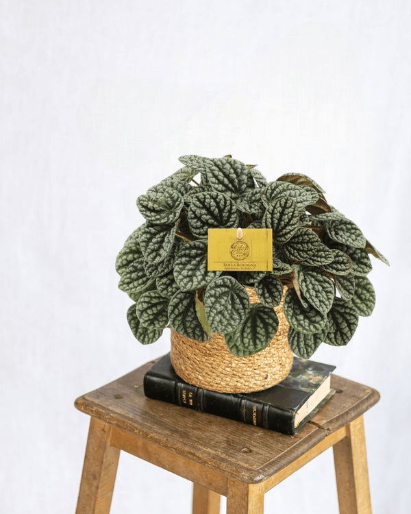 Entretien - Peperomia Burbella: Guide pratique - La Green Touch