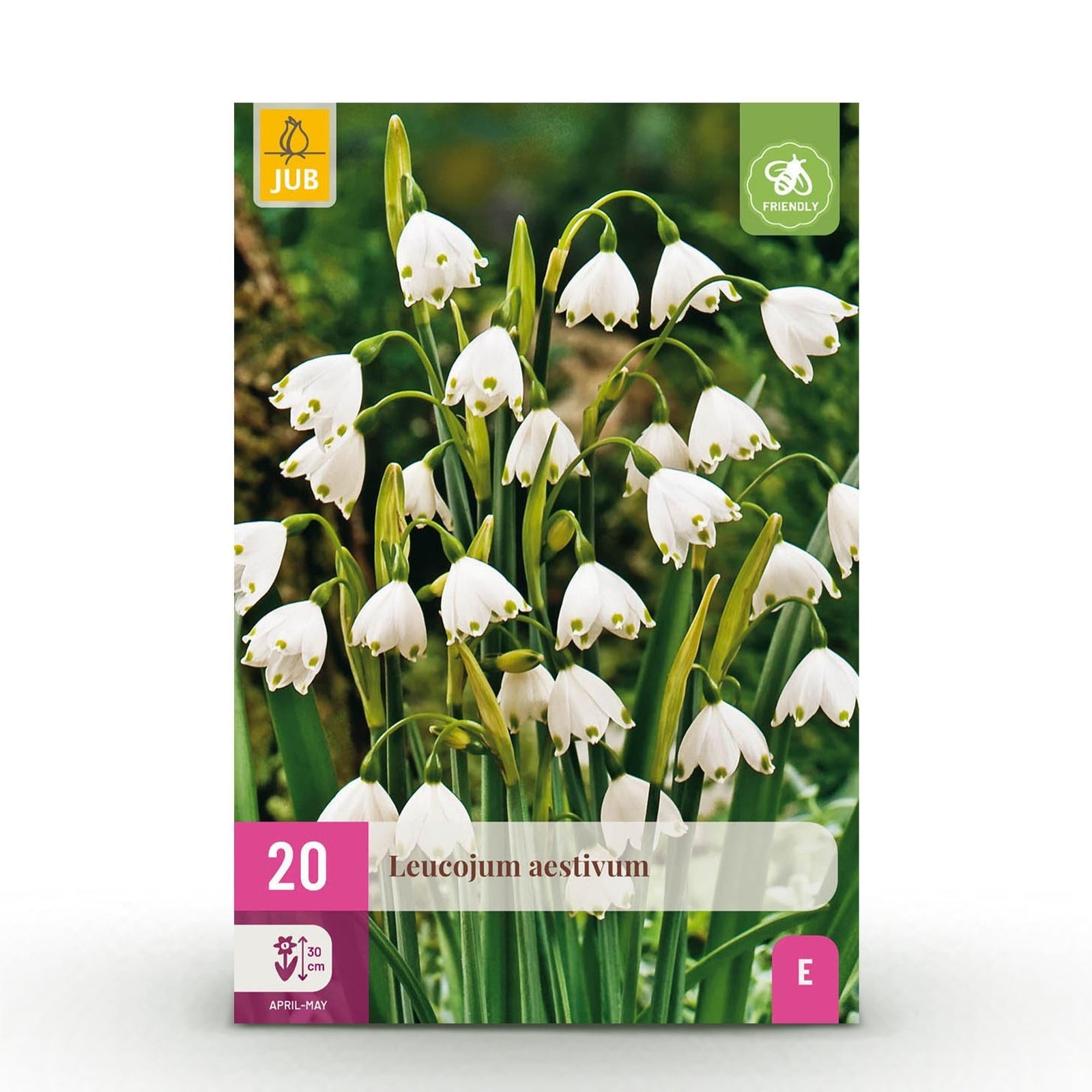 Entretien - Perce-Neige D’Été (Leucojum aestivum) : Guide pratique - La Green Touch