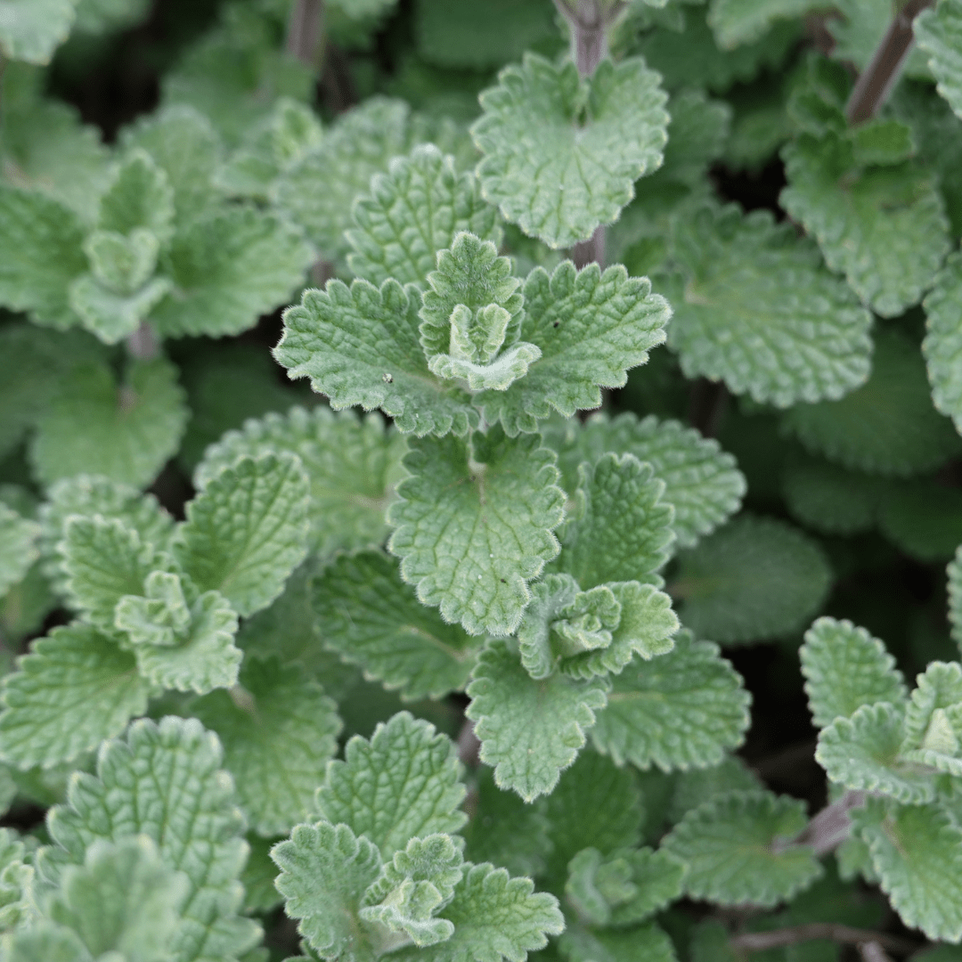 Entretien - Petit Calament (Calamintha nepeta) : Guide pratique - La Green Touch