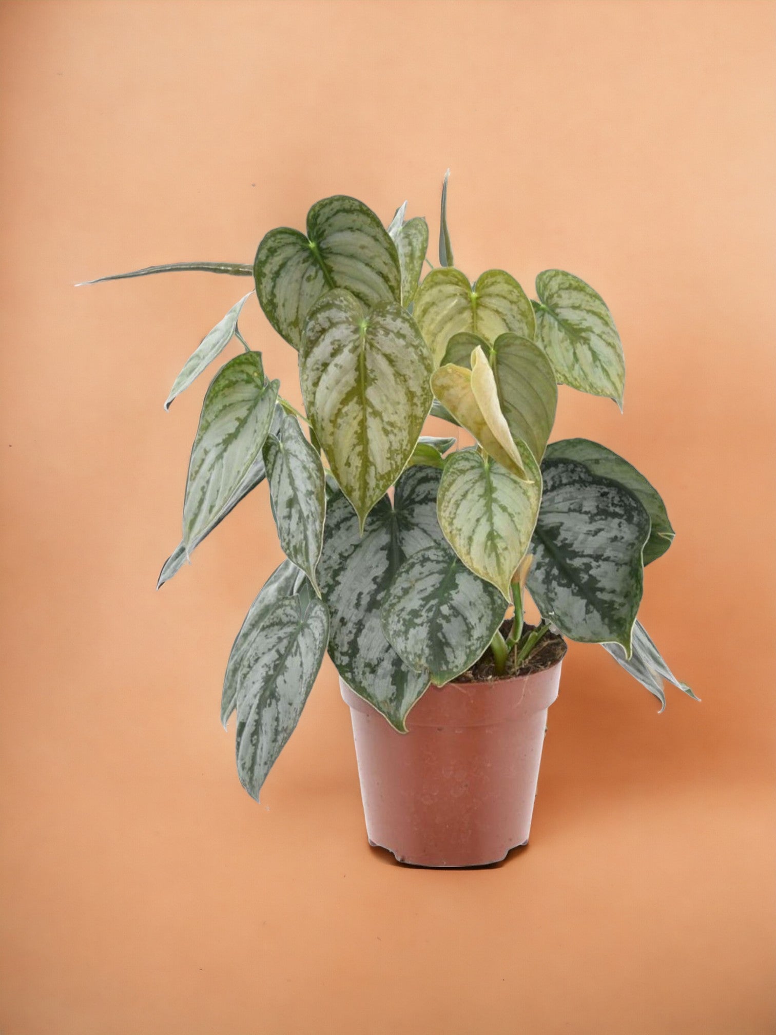 Entretien - Philodendron Brandtianum: Guide pratique - La Green Touch