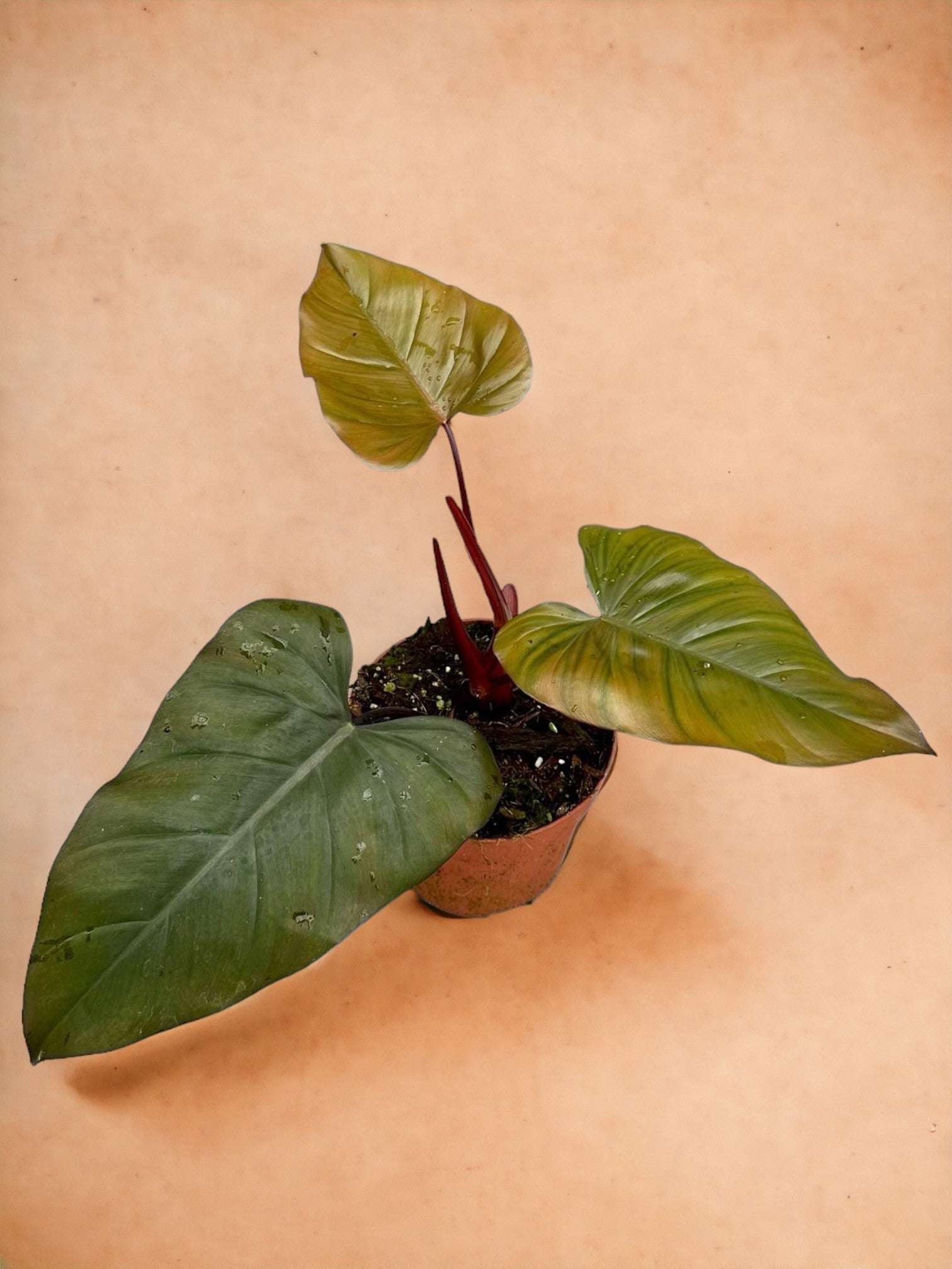 Entretien - Philodendron Dark Lord: Guide pratique - La Green Touch