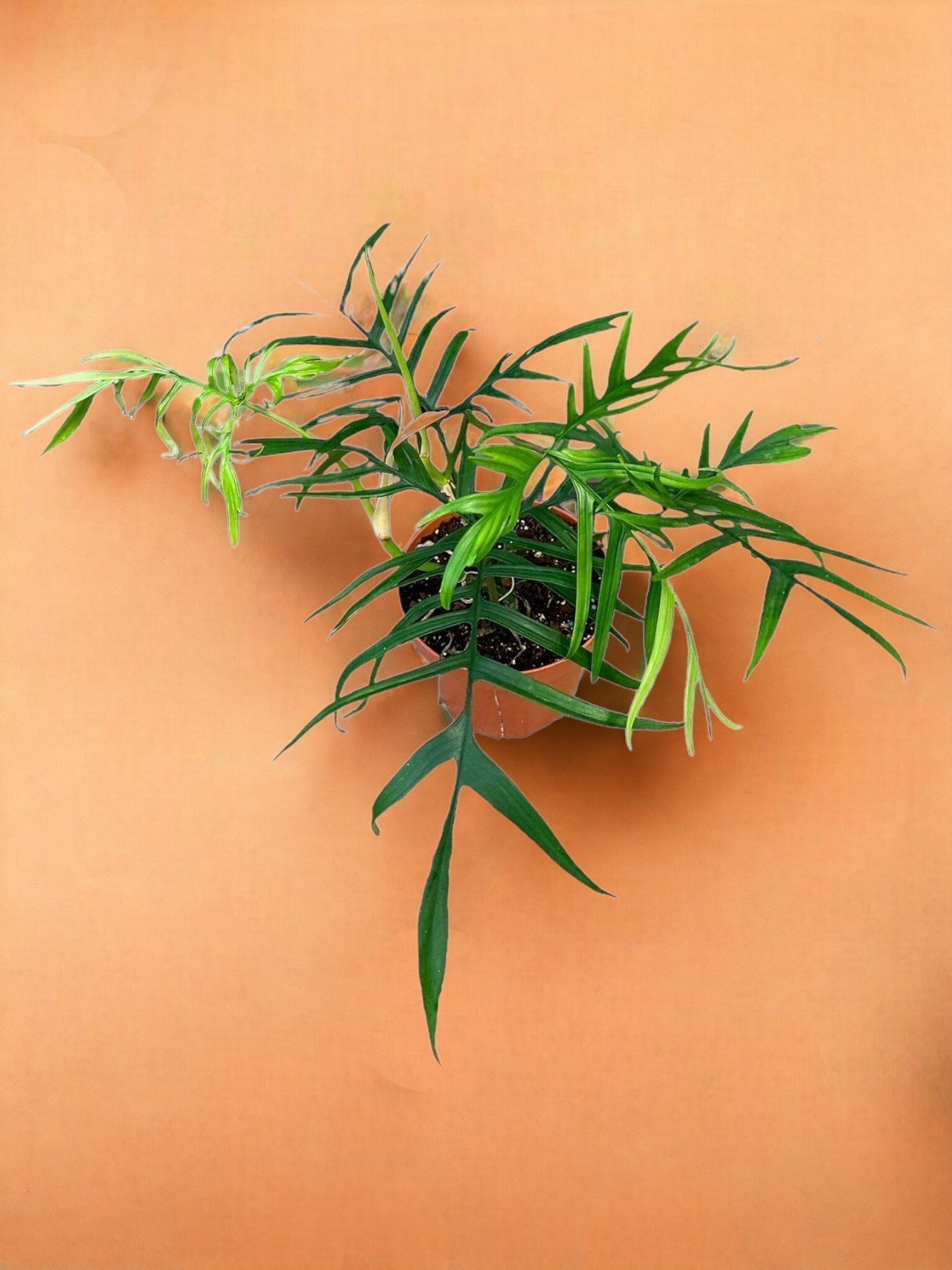 Entretien - Philodendron Polypodioides: Guide pratique - La Green Touch