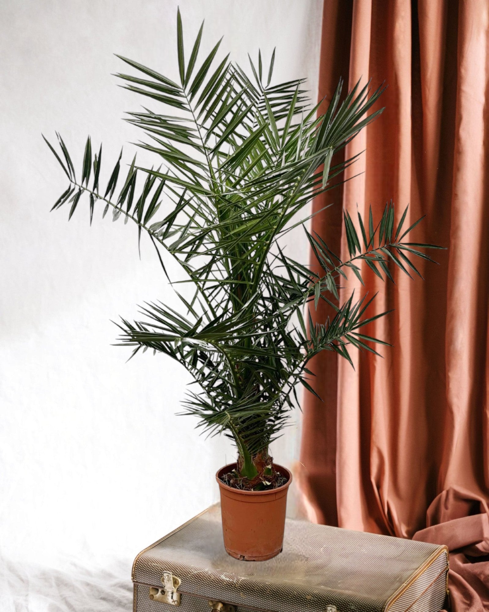 Entretien - Phoenix Canariensis: Guide pratique - La Green Touch
