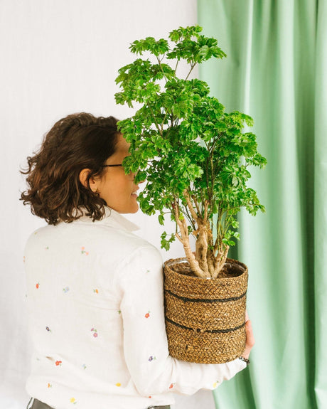 Entretien - Polyscias Roble: Guide pratique - La Green Touch