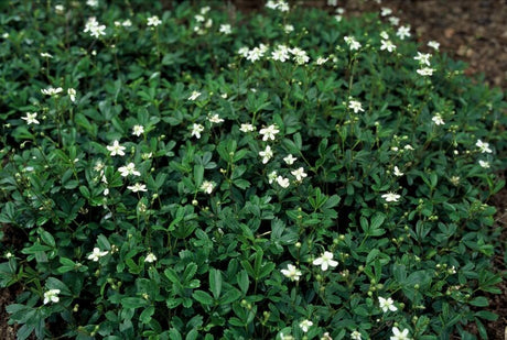 Entretien - Potentille Tridentée (Potentilla tridentata) : Guide pratique - La Green Touch