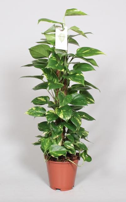 Entretien - Pothos Pinnatum: Guide pratique - La Green Touch