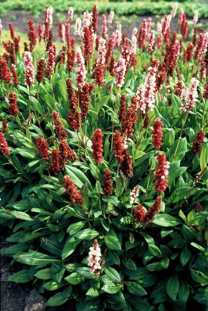 Entretien - Renouée (Persicaria aff.) : Guide pratique - La Green Touch