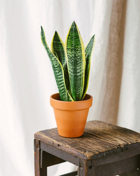 Entretien Sansevieria futura superba - La Green Touch