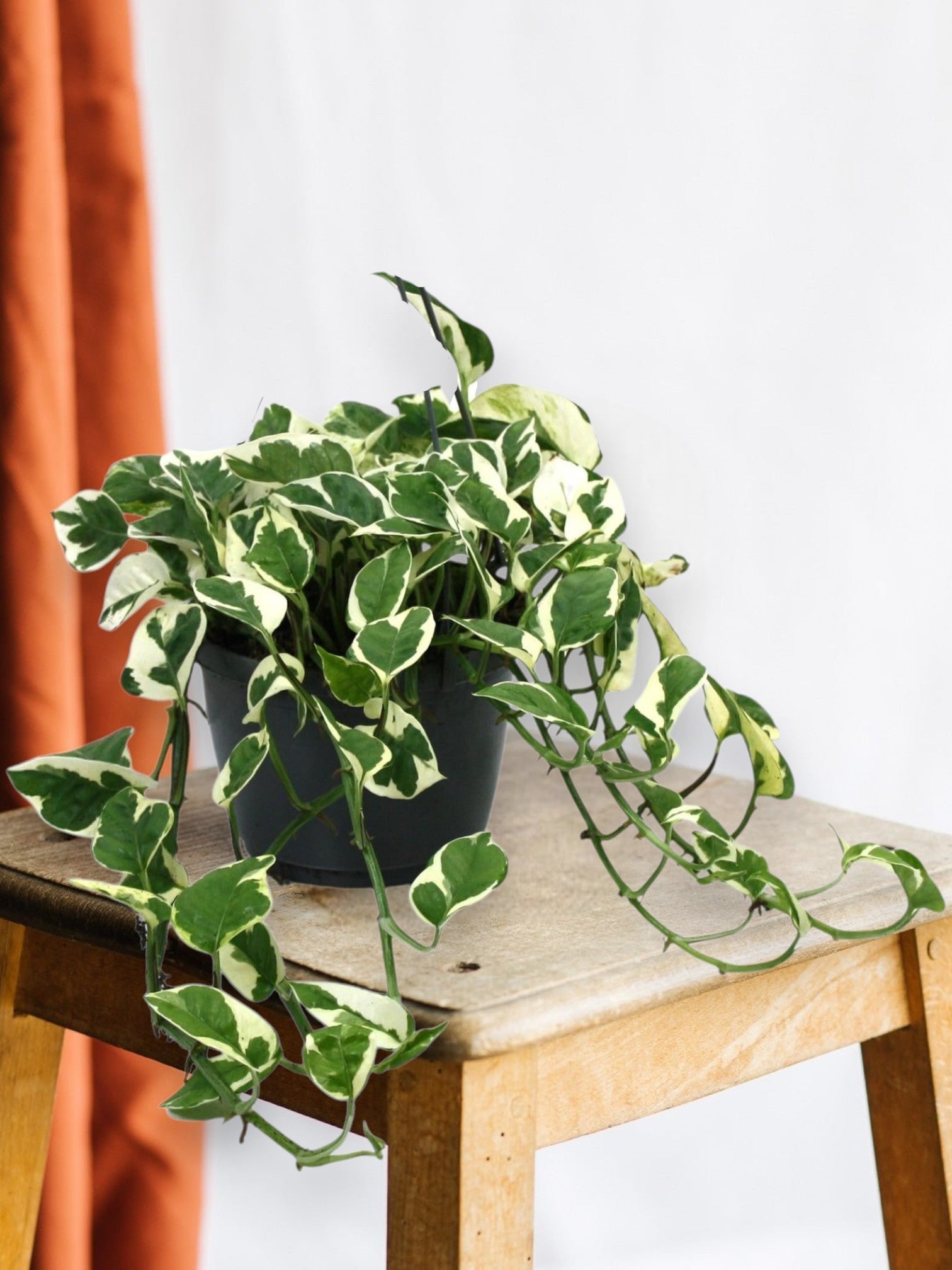 Entretien - Scindapsus N'Joy: Guide pratique - La Green Touch