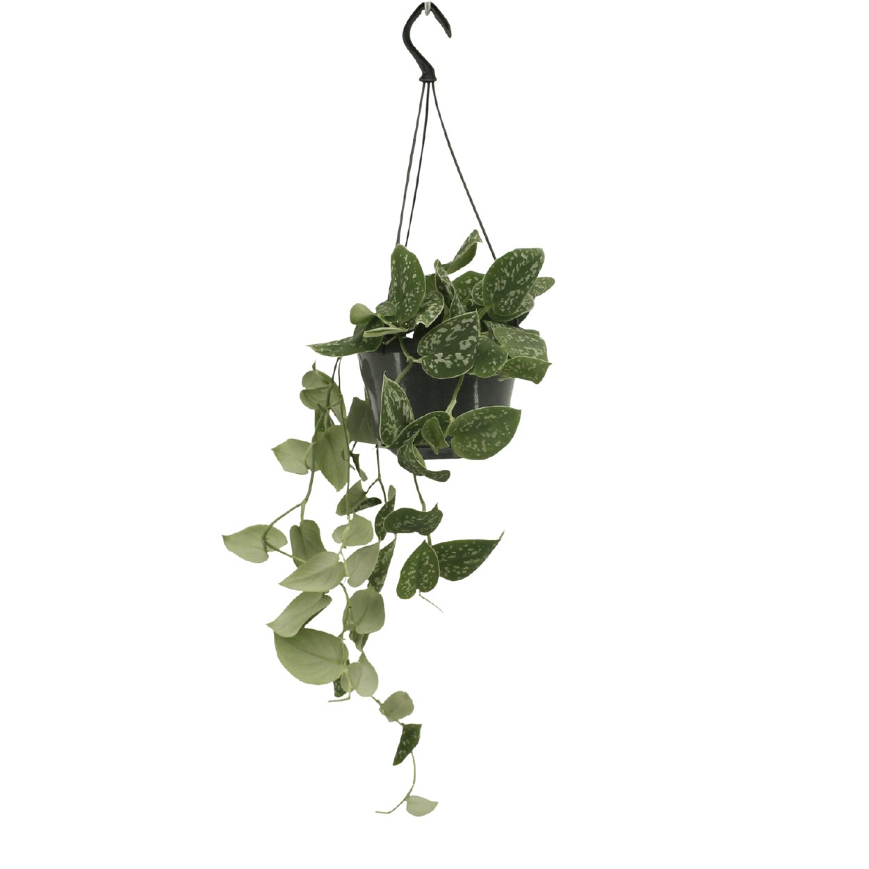 Entretien - Scindapsus Pictus: Guide pratique - La Green Touch