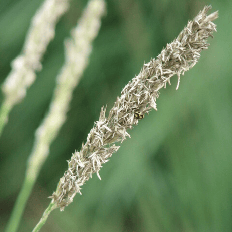 Entretien - Seslérie D’Automne (Sesleria autumnalis) : Guide pratique - La Green Touch