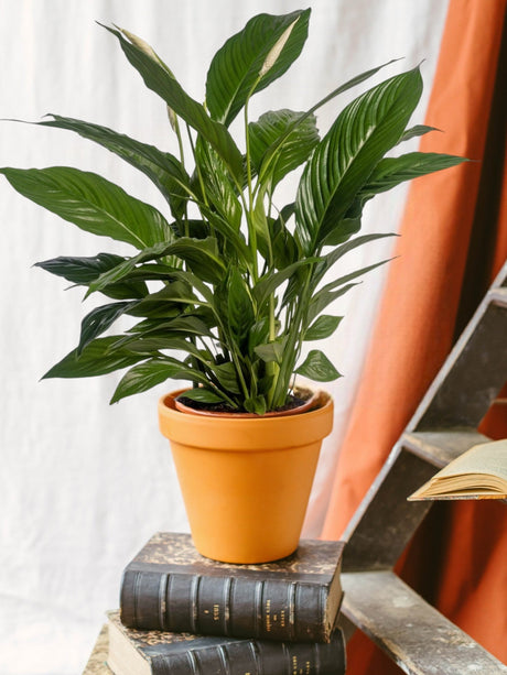 Entretien - spathiphyllum Vivaldi: Guide pratique - La Green Touch