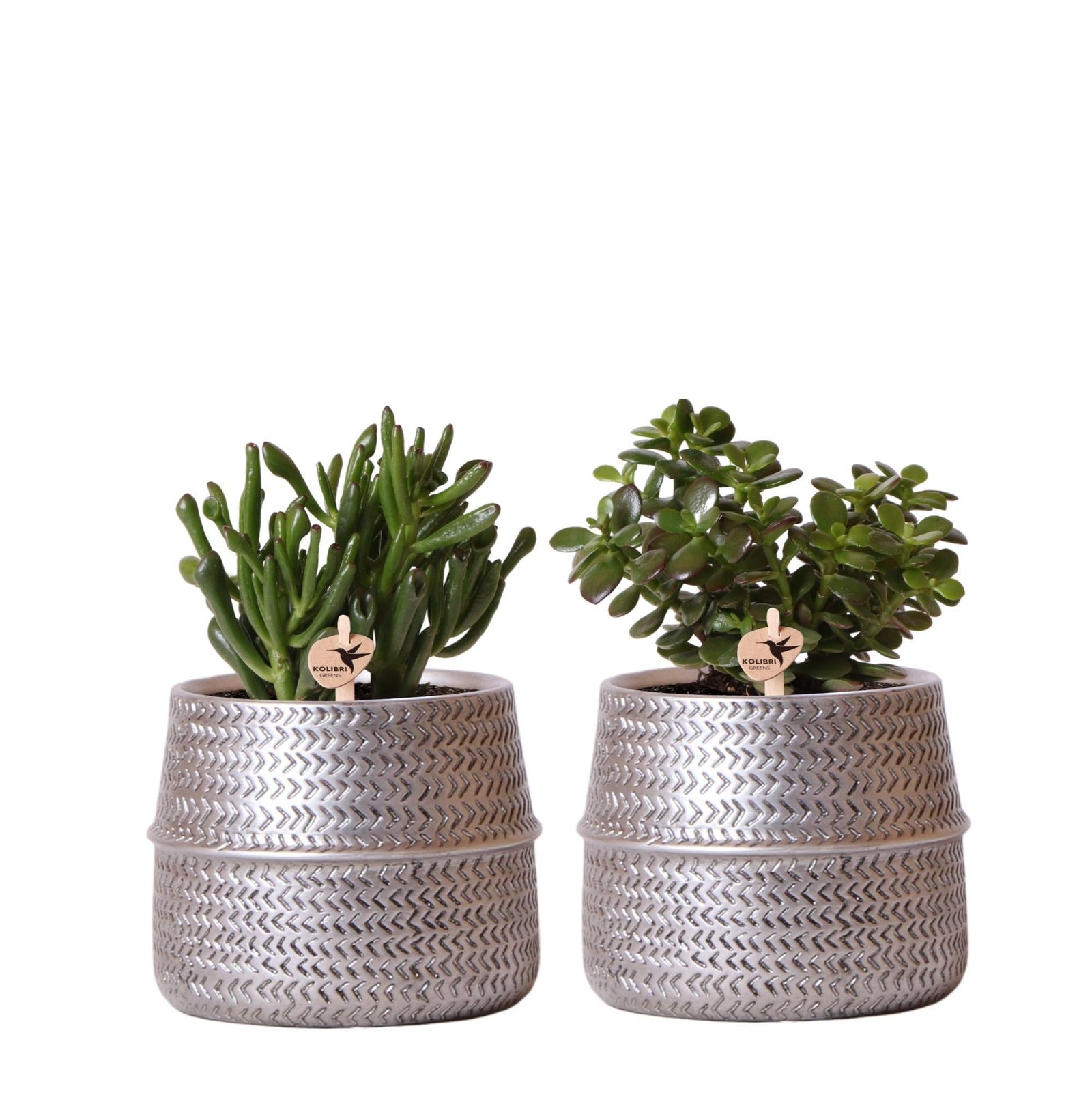 Entretien - Succulente Duo: Guide pratique - La Green Touch