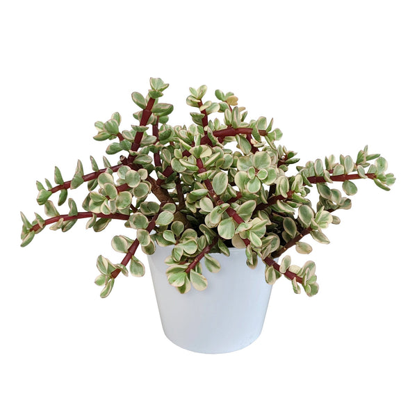 Entretien - Succulente Jade Panaché: Guide pratique - La Green Touch