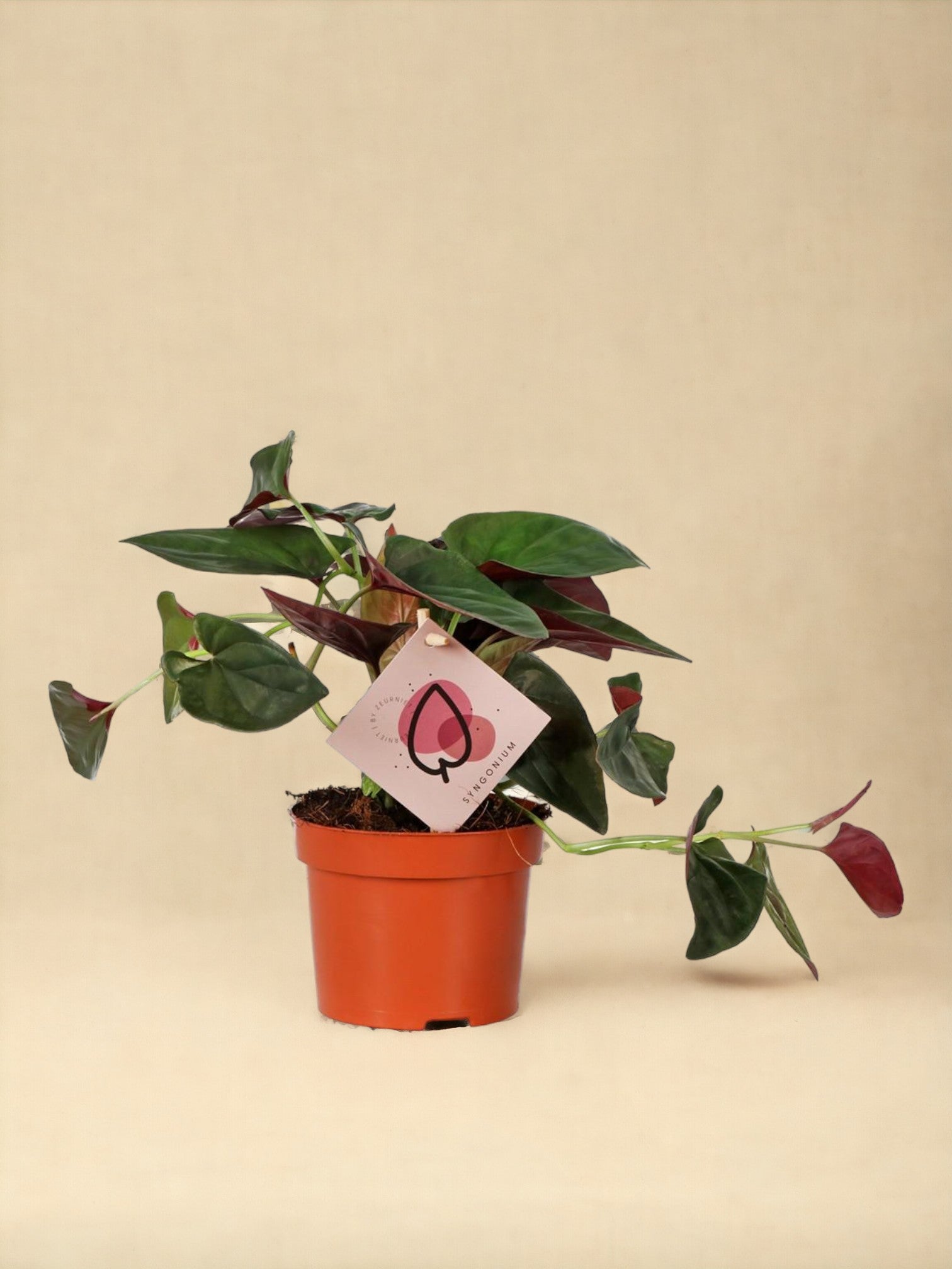 Entretien - Syngonium Arrow: Guide pratique - La Green Touch