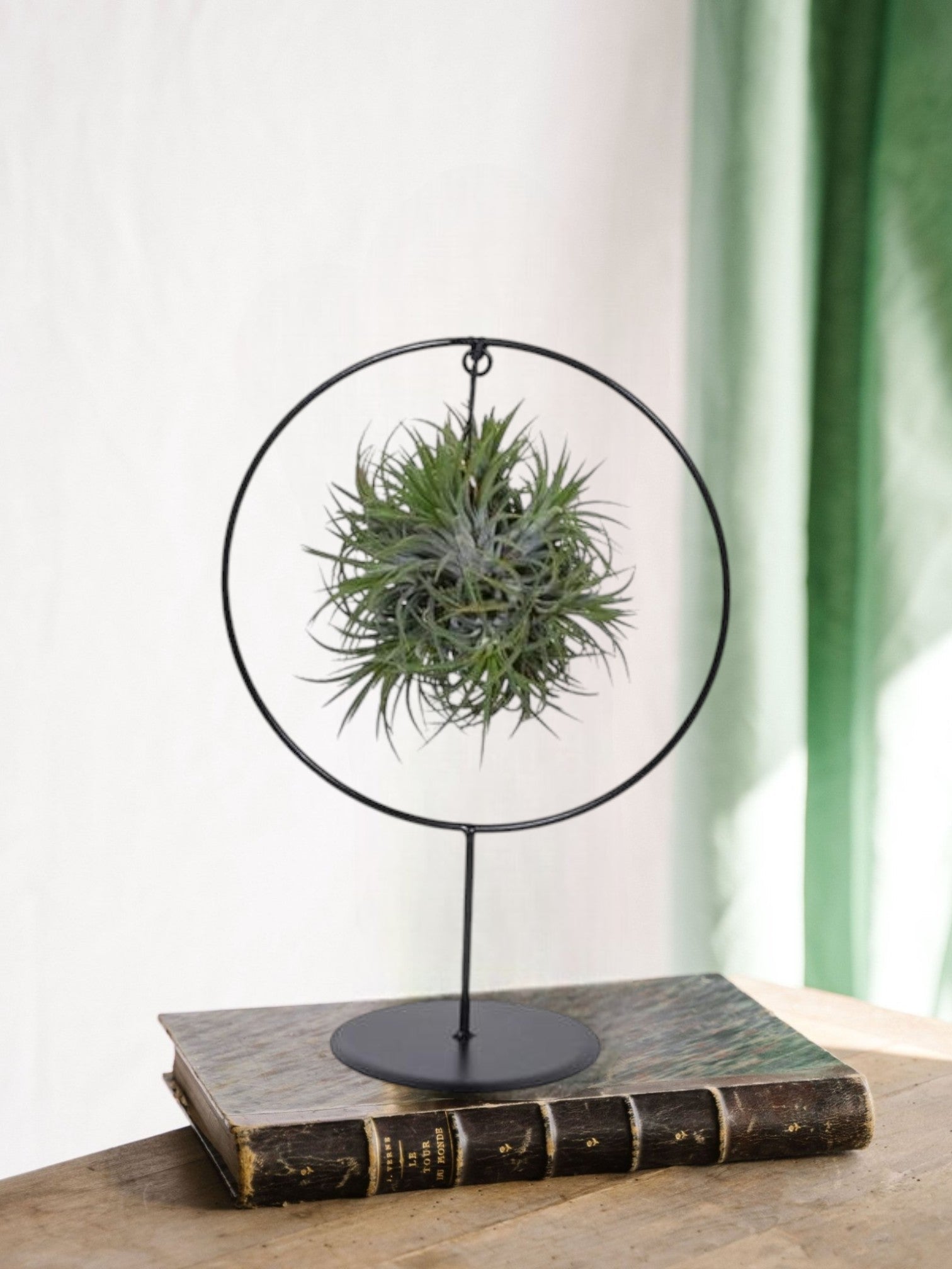 Entretien - Tillandsia Ionantha Silver: Guide pratique - La Green Touch