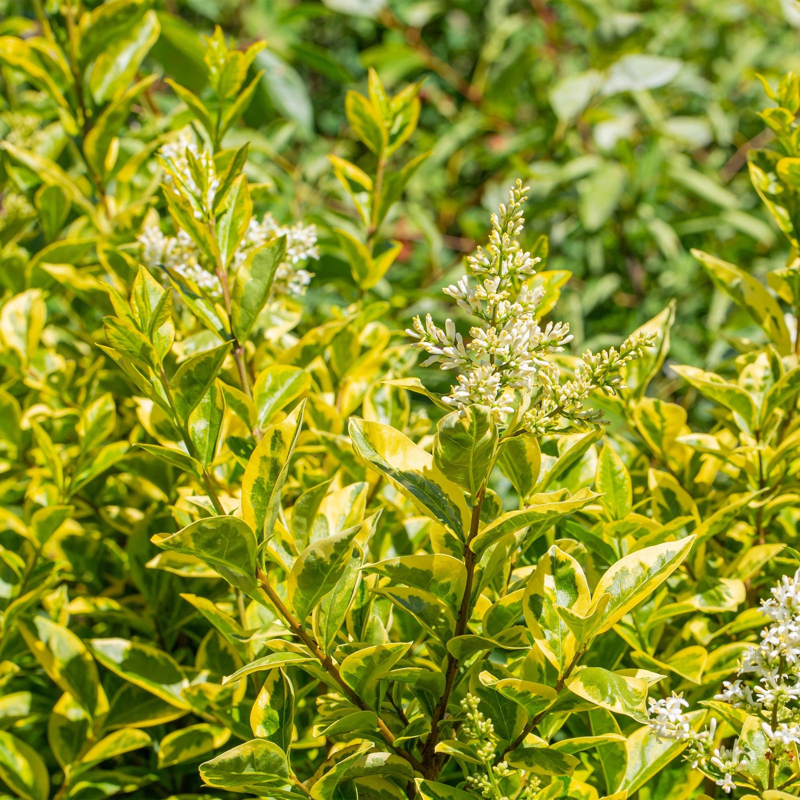 Entretien - Troène Doré (Ligustrum ovalifolium) : Guide pratique - La Green Touch