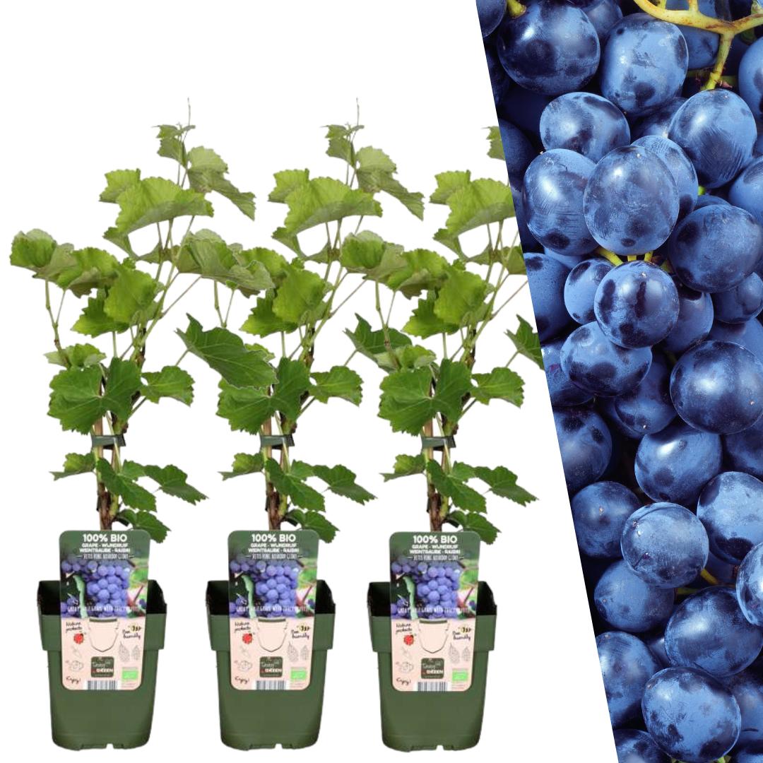 Entretien - Vigne À Raisin (Vitis vinifera) : Guide pratique - La Green Touch