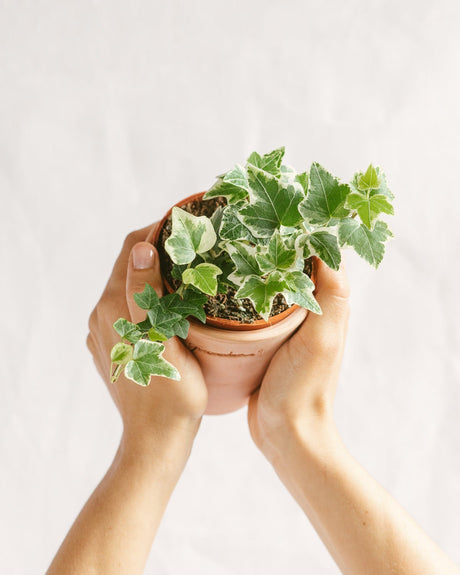 Faut-il laisser l’eau dans la soucoupe ? - La Green Touch