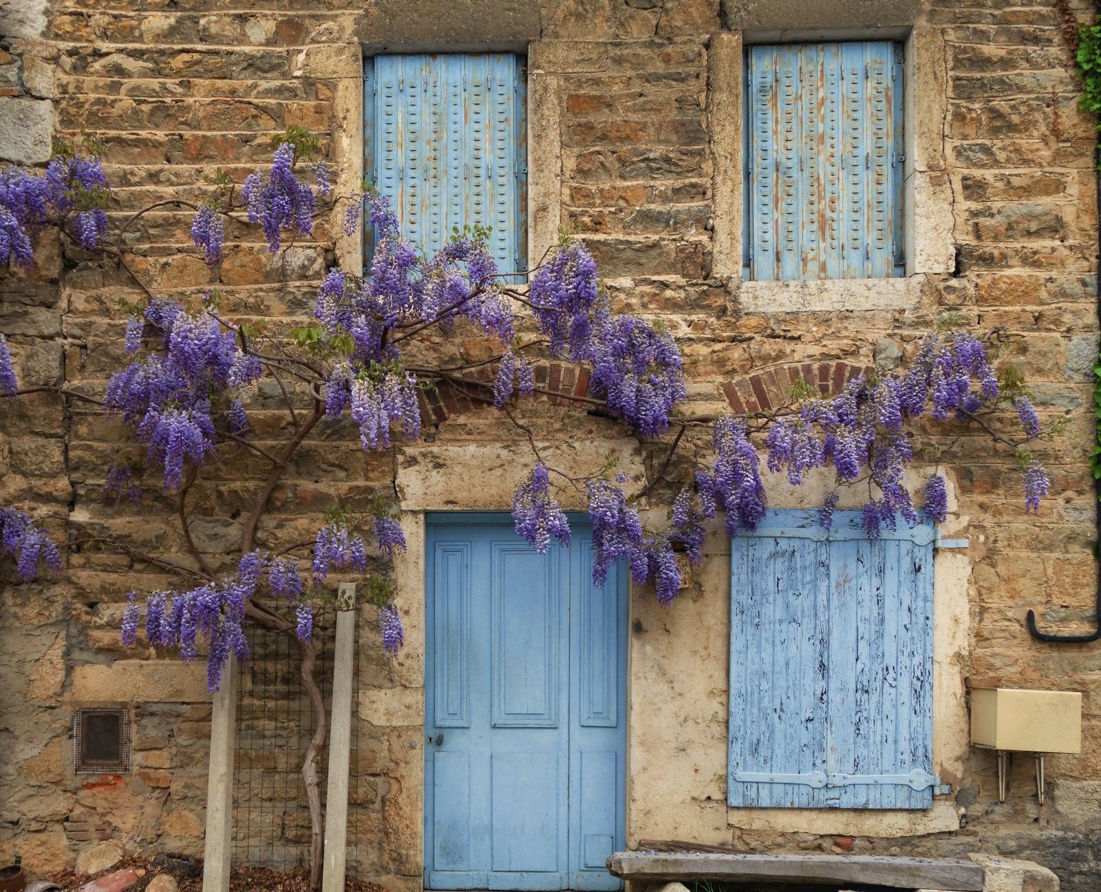 Les avantages des plantes grimpantes dans votre jardin ou sur votre terrasse : 5 bonnes raisons de les adopter - La Green Touch