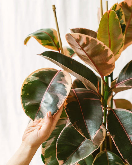 Les plantes d’intérieur toxiques - La Green Touch