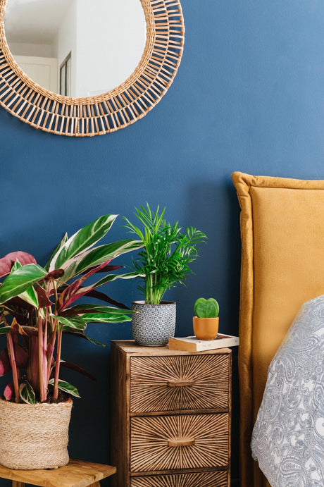 Peut-on mettre des plantes dans sa chambre ? - La Green Touch