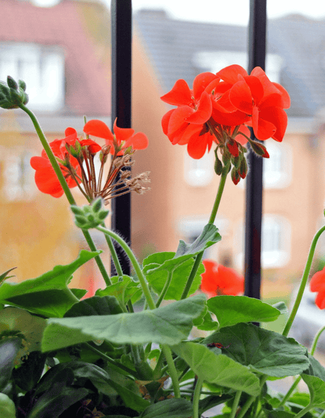 Plantes de balcon : créez un coin de verdure même en ville - La Green Touch