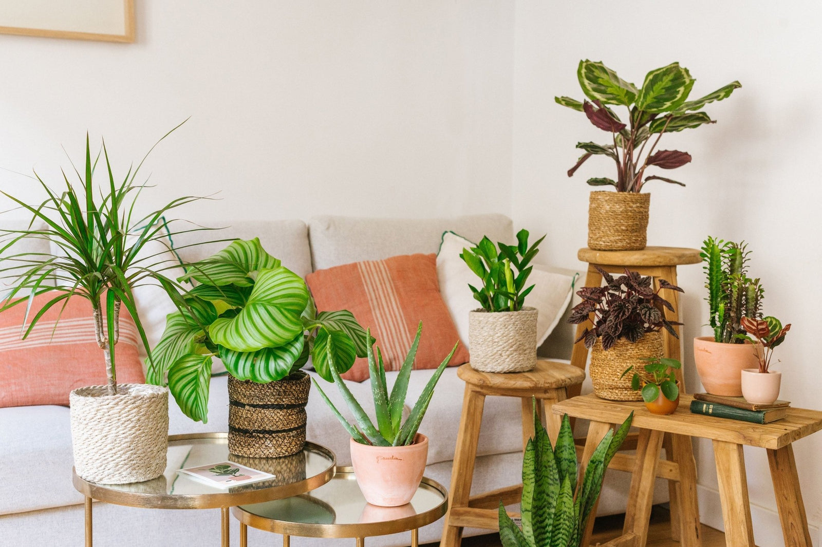 Plantes d’intérieur idéales pour la rentrée - La Green Touch