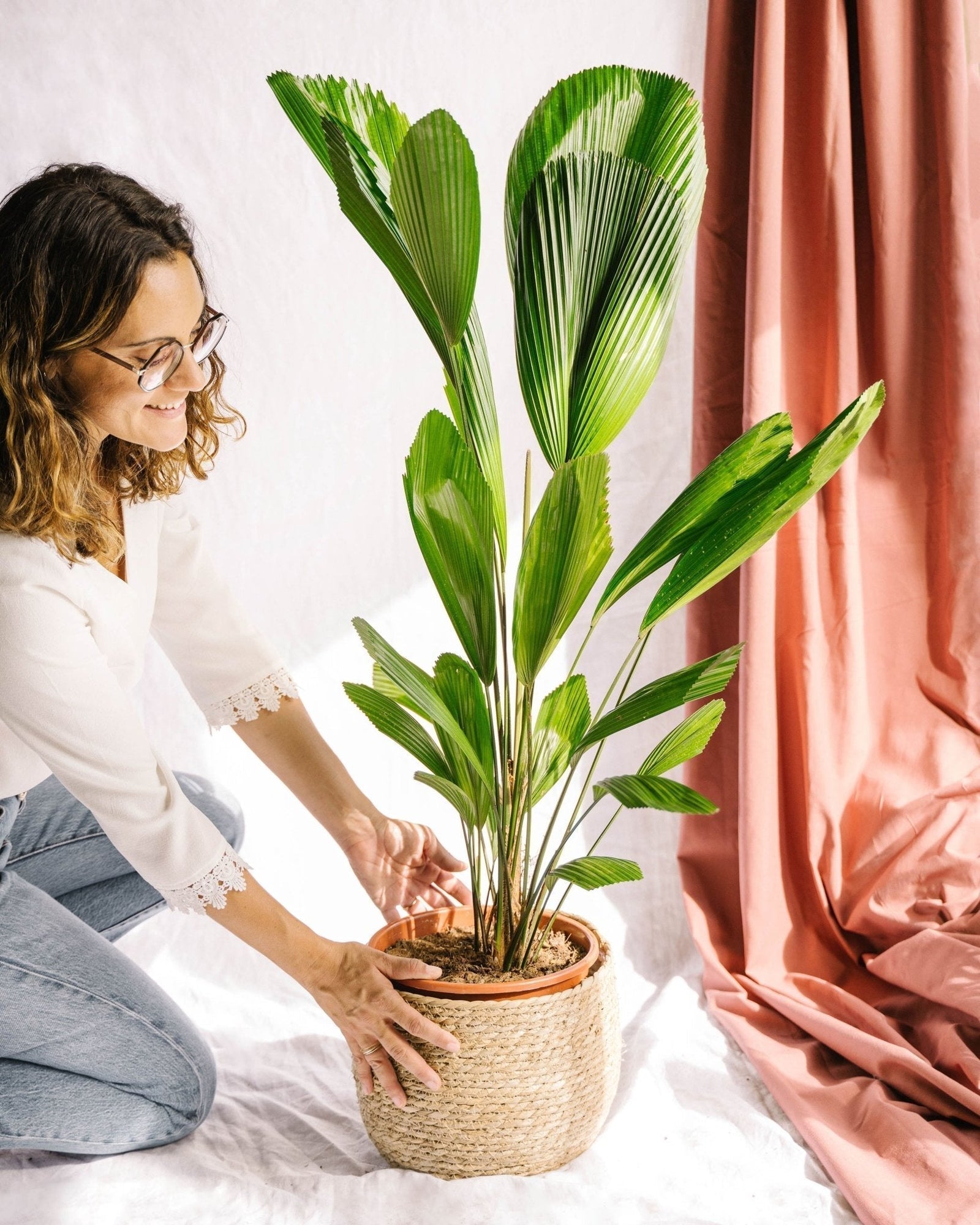 Quels palmiers choisir pour l’intérieur et lesquels pour l’extérieur ? - La Green Touch