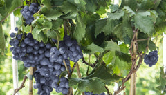 Arbustes fruitiers - La Green Touch