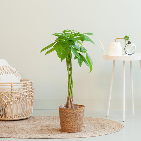 Assortiment Plantes + Pot - La Green Touch