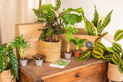 Caixa de plantas
