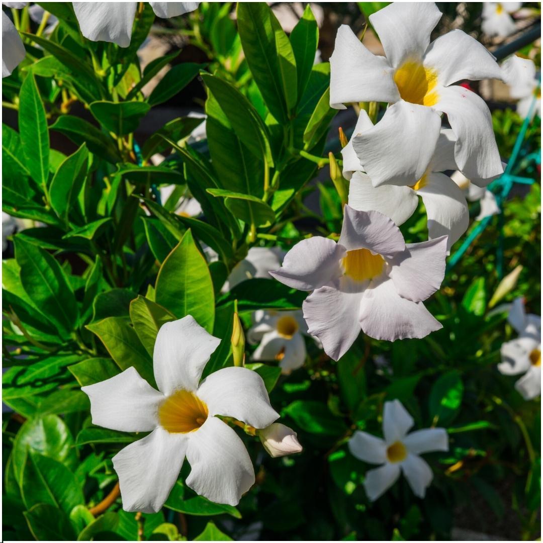 Dipladenia - La Green Touch