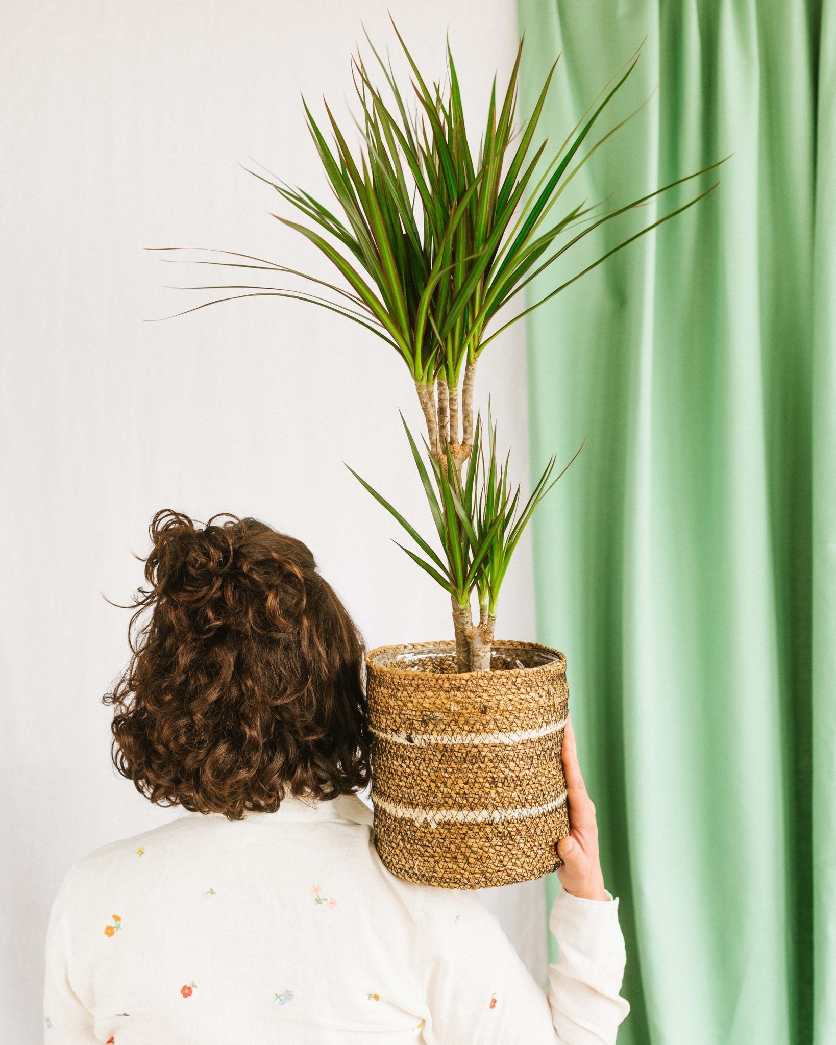 Dracaena - La Green Touch