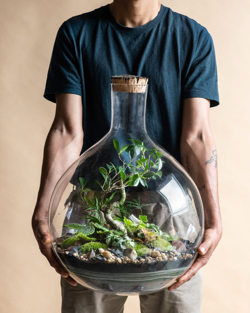 Dia dos Pais: plantas para um pai verde