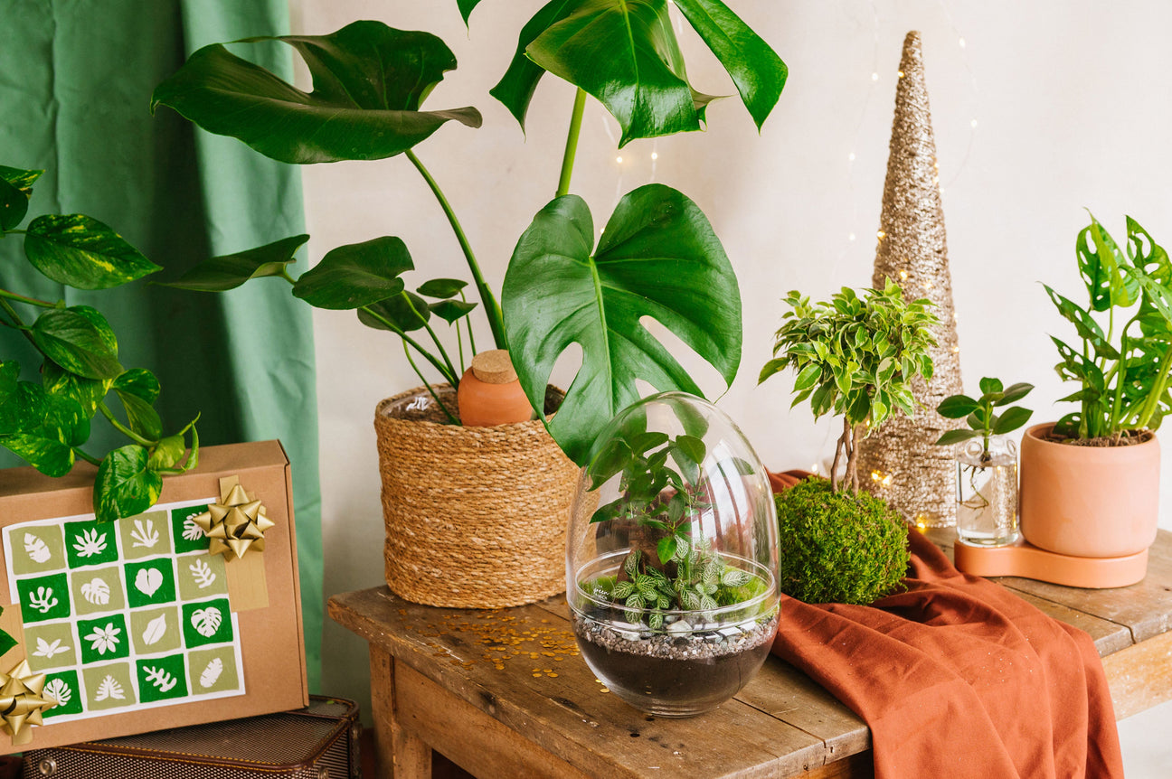 Idées cadeaux green pour Noël – Plantes & créations végétales à offrir - La Green Touch