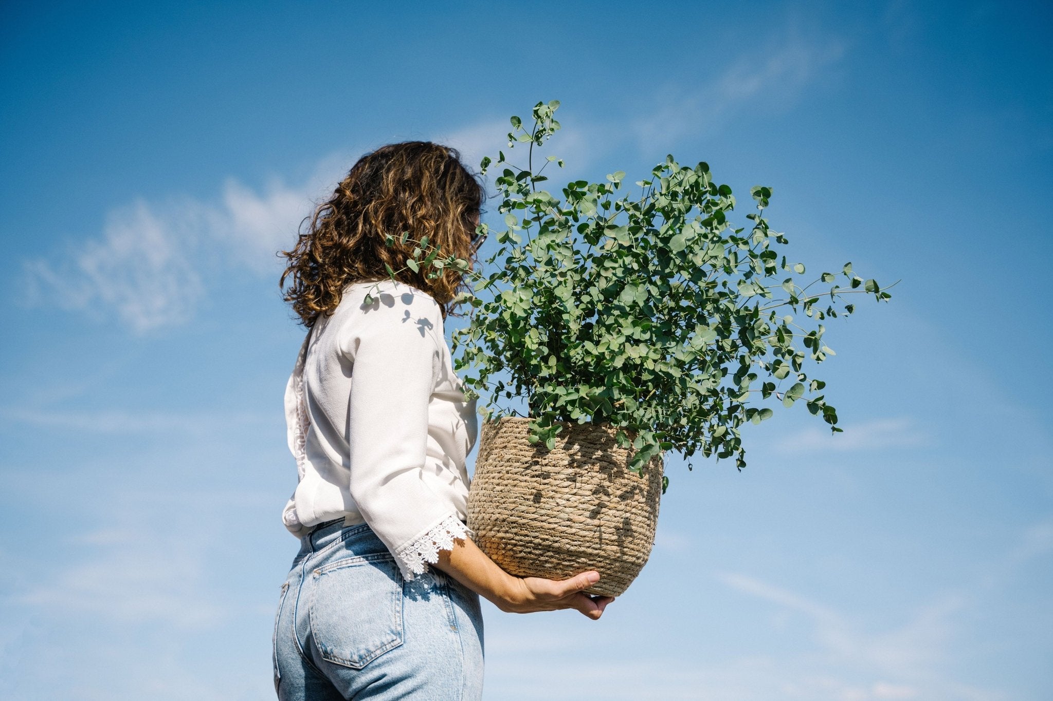 Les plantes d'extérieur les plus populaires - La Green Touch