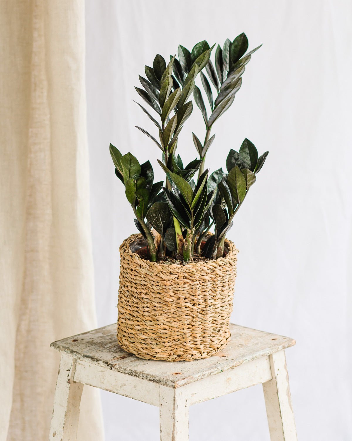 Plante d’intérieur sans lumière - La Green Touch