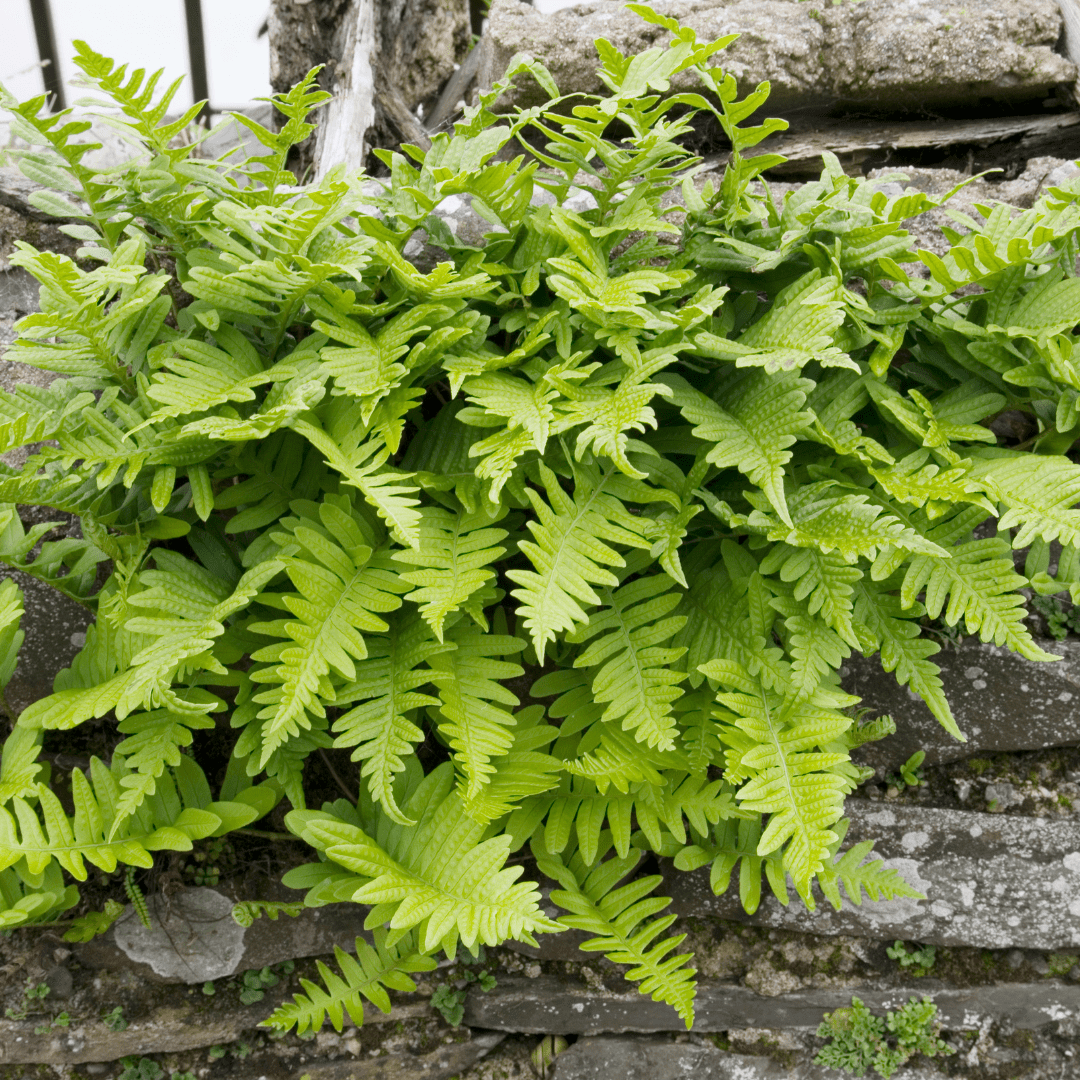 Plantes d'extérieur pour espace ombragé - La Green Touch